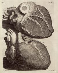 Antique Print – ANATOMY-HUMAN HEART-TAB III-HUIJBERTS after RUYSCH – 1701